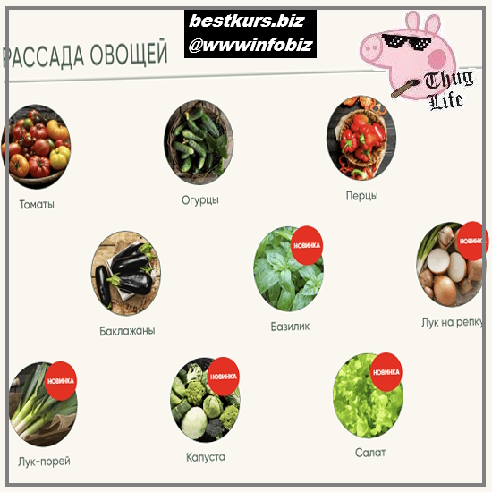 Рассада без досады. Овощная рассада Новые культуры - 2023 - Анна Акинина Рассада без досады. Овощная рассада Новые культуры - 2023 - Анна Акинина