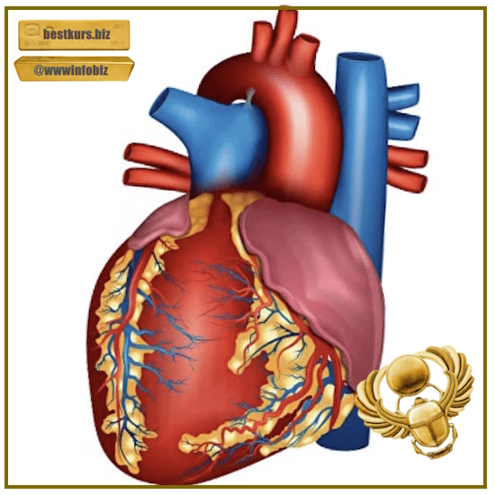 Здоровье сердца и сосудов — как нормализовать артериальное давление. Углубленный видеокурс - Доктор Плесовских (2023)